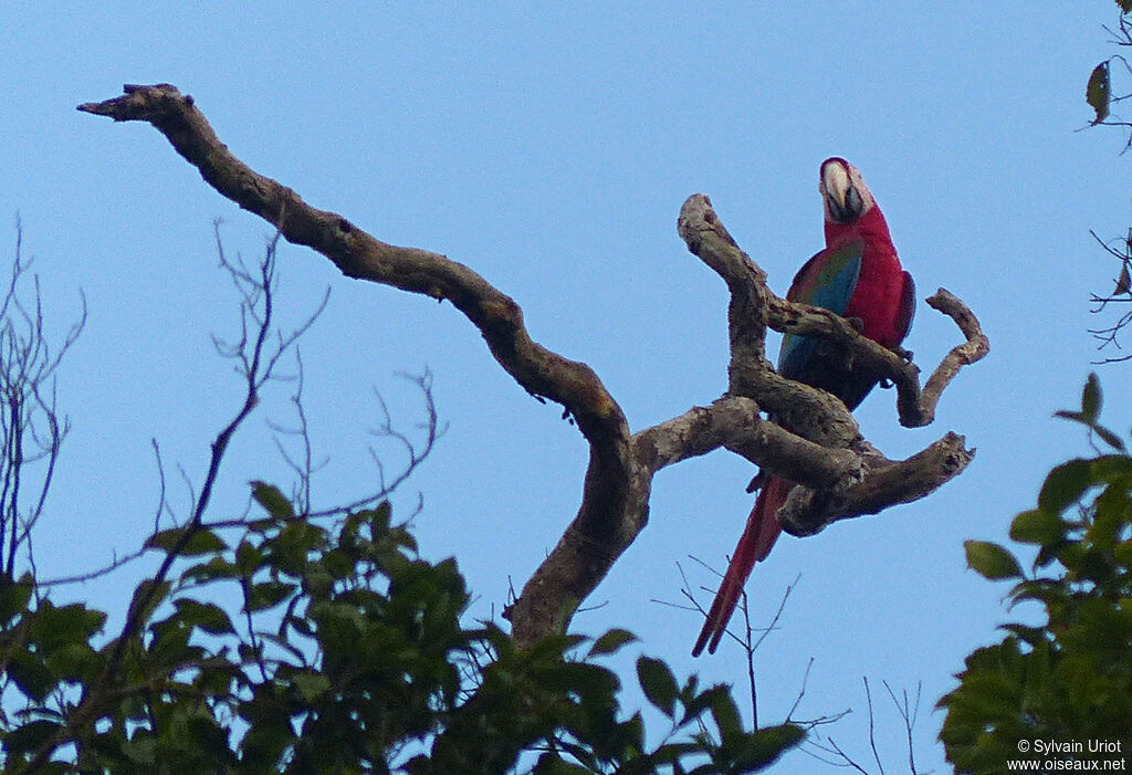 Ara chloroptère