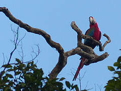 Red-and-green Macaw