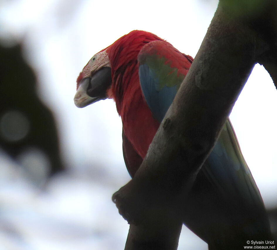 Red-and-green Macawadult