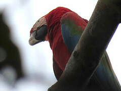 Red-and-green Macaw