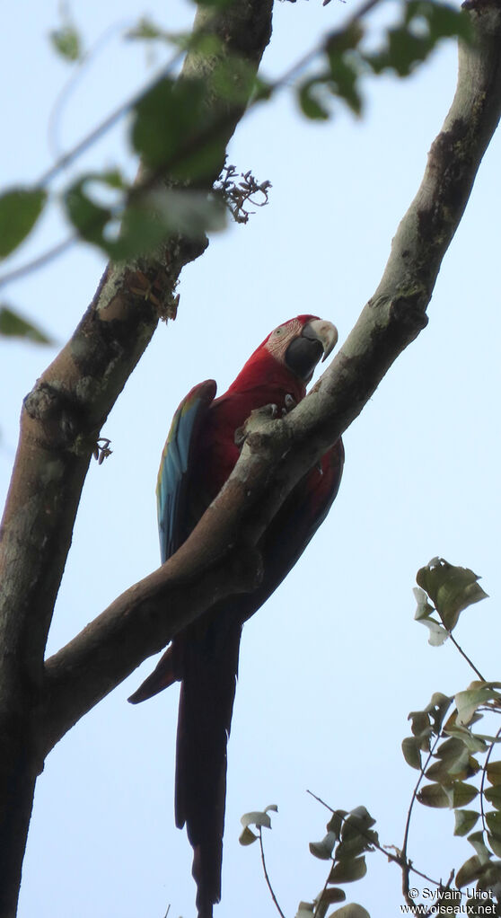 Red-and-green Macawadult