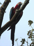 Red-and-green Macaw