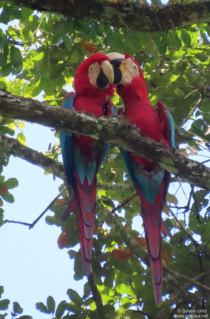 Red-and-green Macawadult