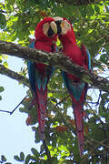 Red-and-green Macaw