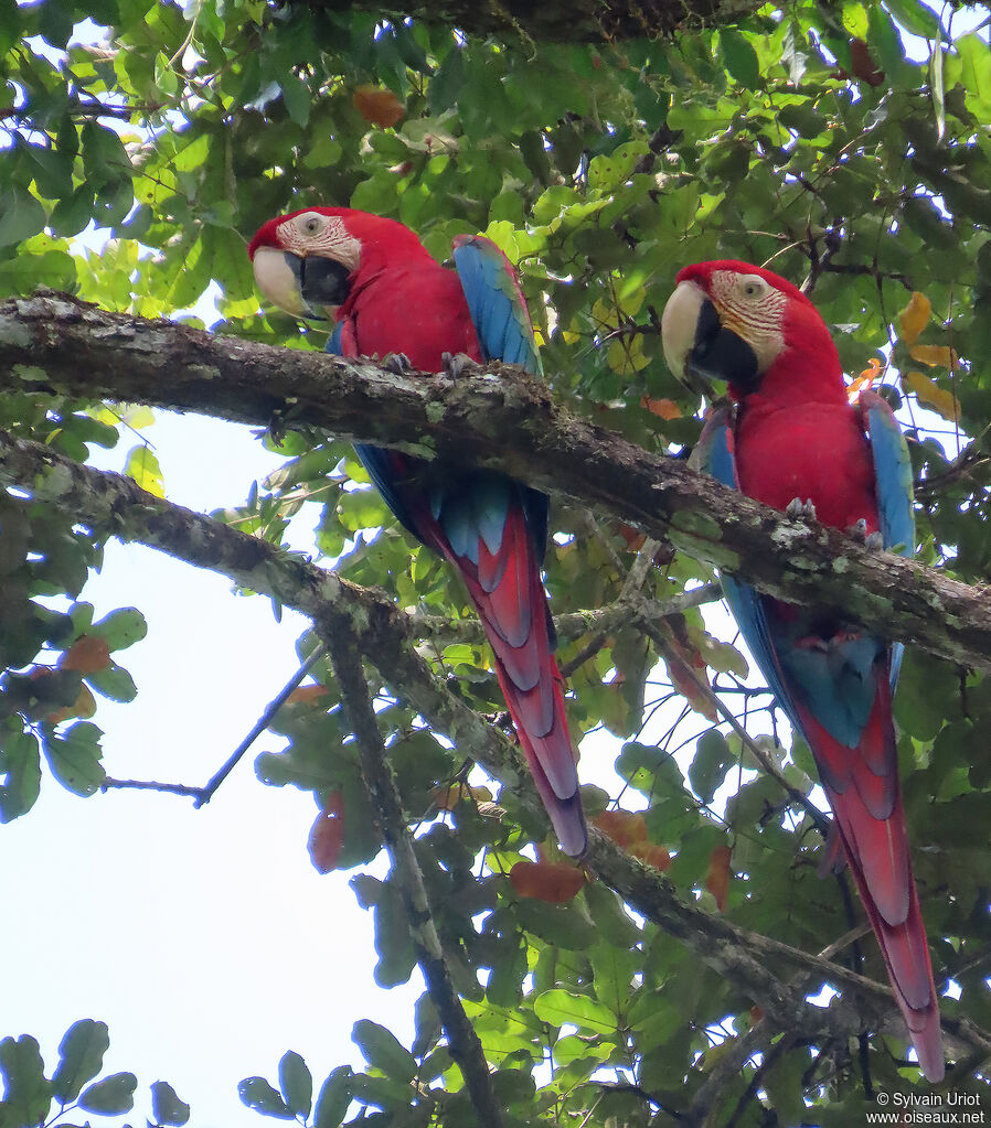 Red-and-green Macawadult