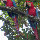 Ara chloroptère