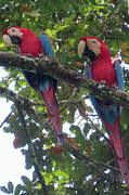 Red-and-green Macaw