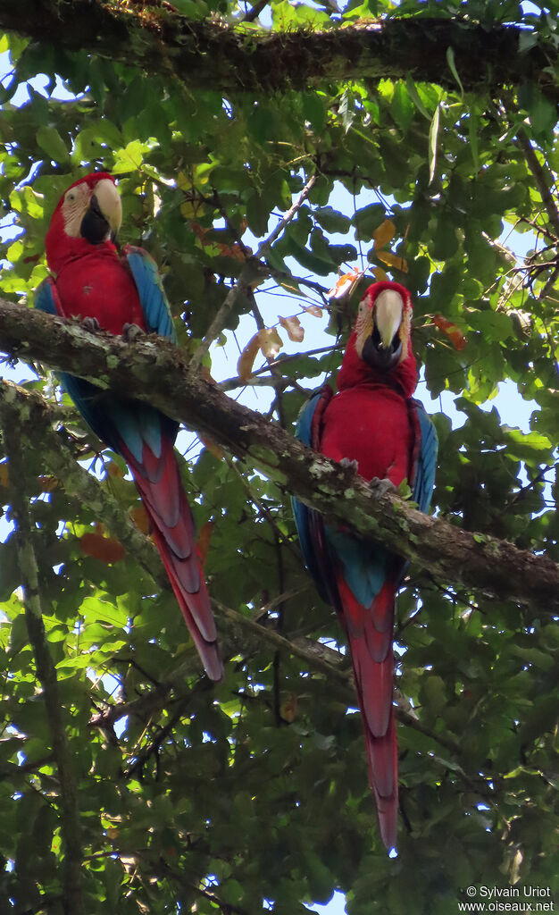 Red-and-green Macawadult