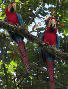 Red-and-green Macaw