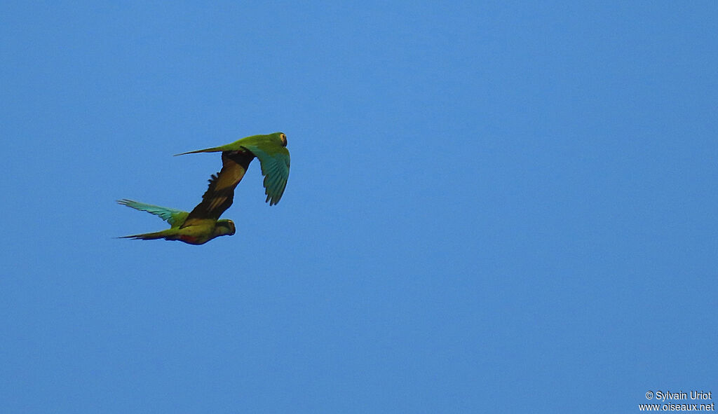 Red-bellied Macawadult