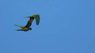 Red-bellied Macaw