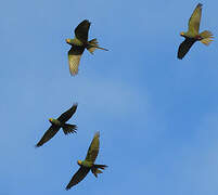 Red-bellied Macaw