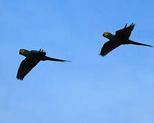 Red-bellied Macaw