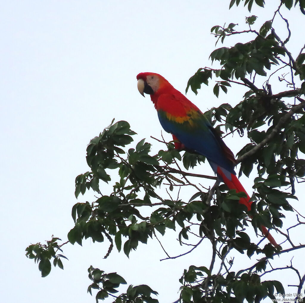 Scarlet Macawadult