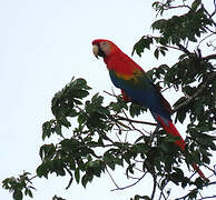 Scarlet Macaw