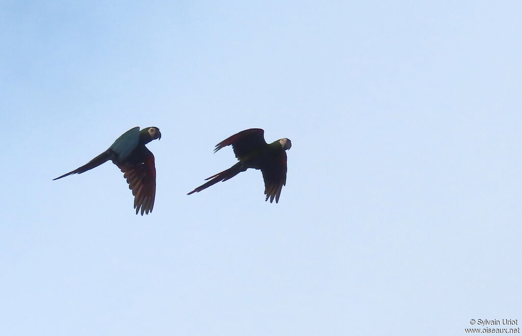 Chestnut-fronted Macaw