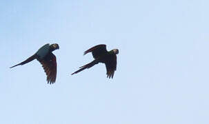 Chestnut-fronted Macaw