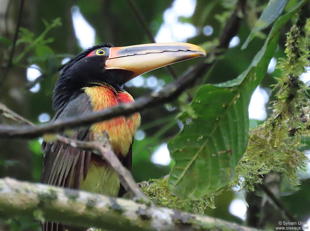 Collared Aracari