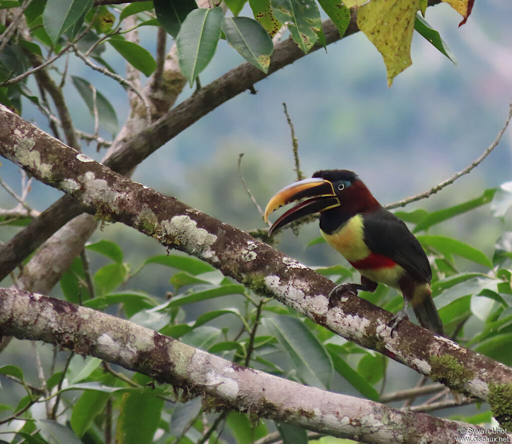 Chestnut-eared Aracariadult