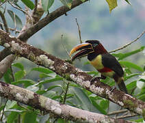 Chestnut-eared Aracari