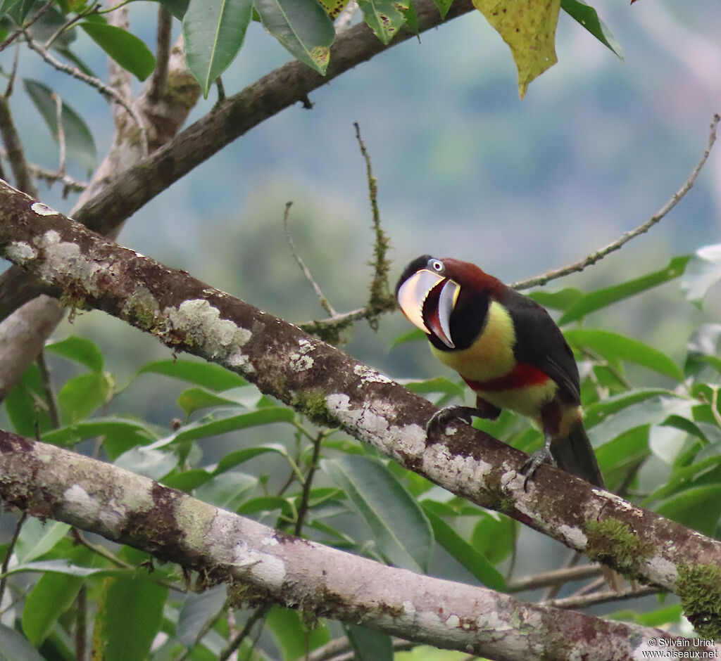 Chestnut-eared Aracariadult