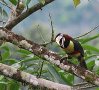 Chestnut-eared Aracari