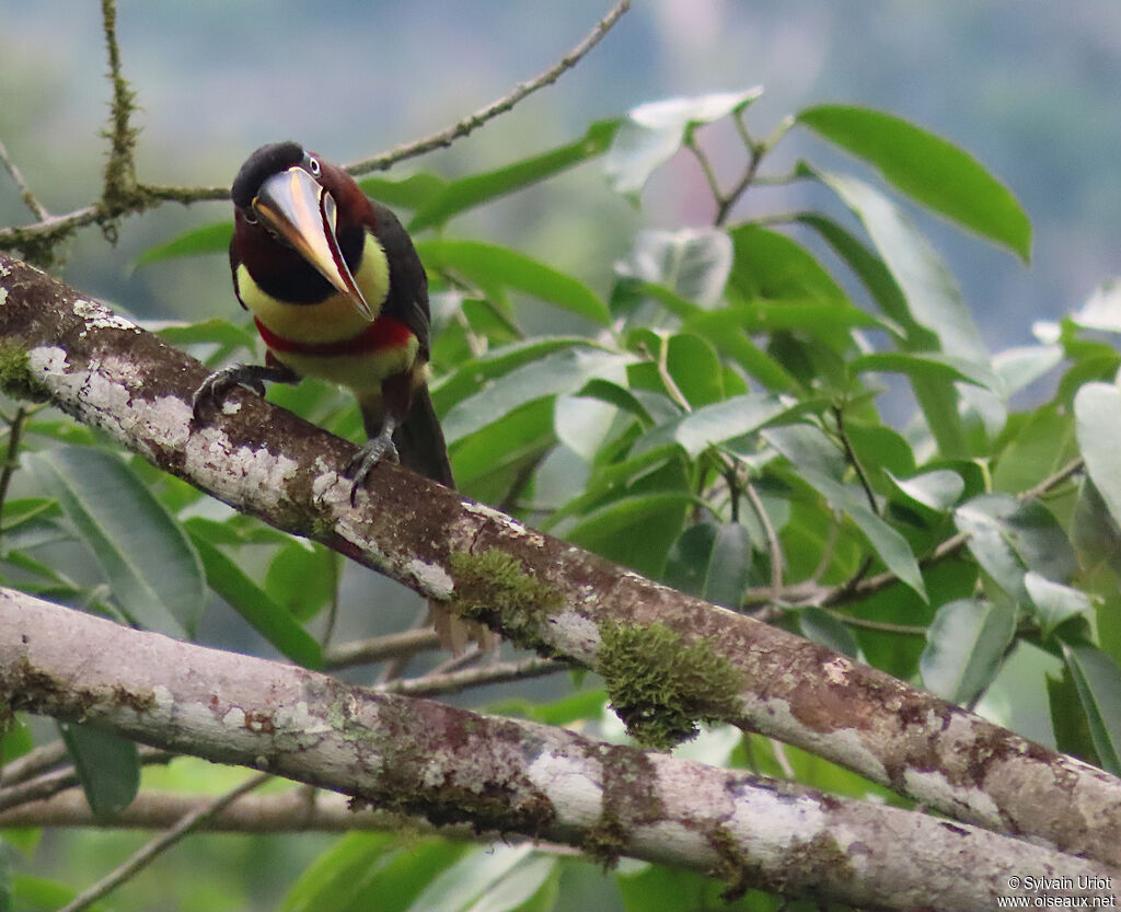 Chestnut-eared Aracariadult