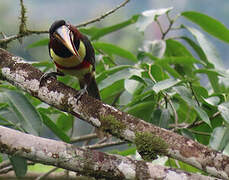 Chestnut-eared Aracari