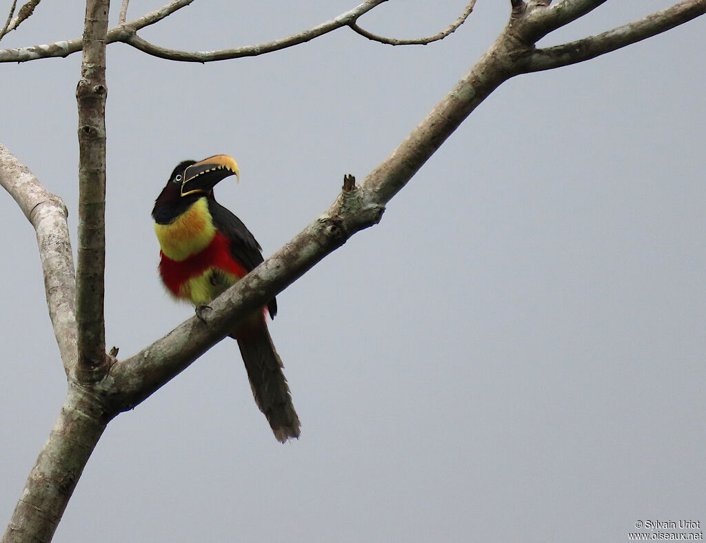 Chestnut-eared Aracariadult