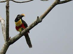 Chestnut-eared Aracari