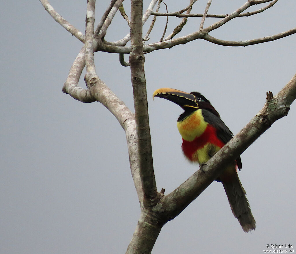 Chestnut-eared Aracariadult