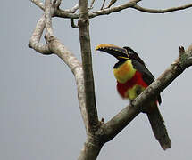 Chestnut-eared Aracari