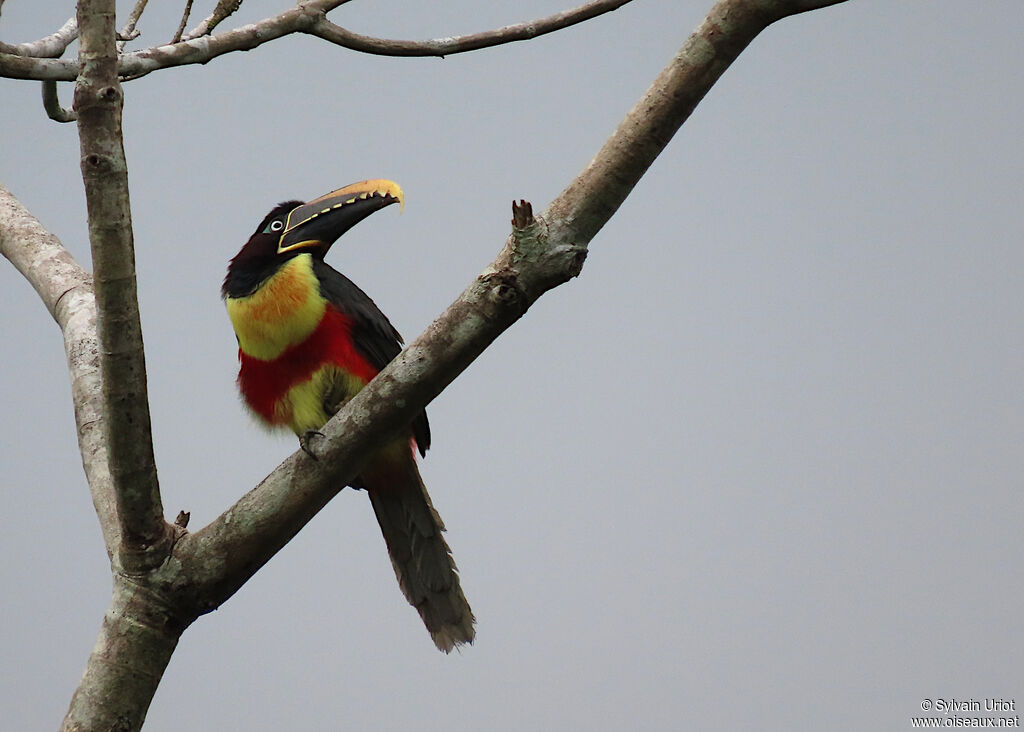 Chestnut-eared Aracariadult