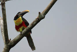 Chestnut-eared Aracari