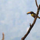 Araçari de Humboldt