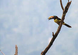 Lettered Aracari