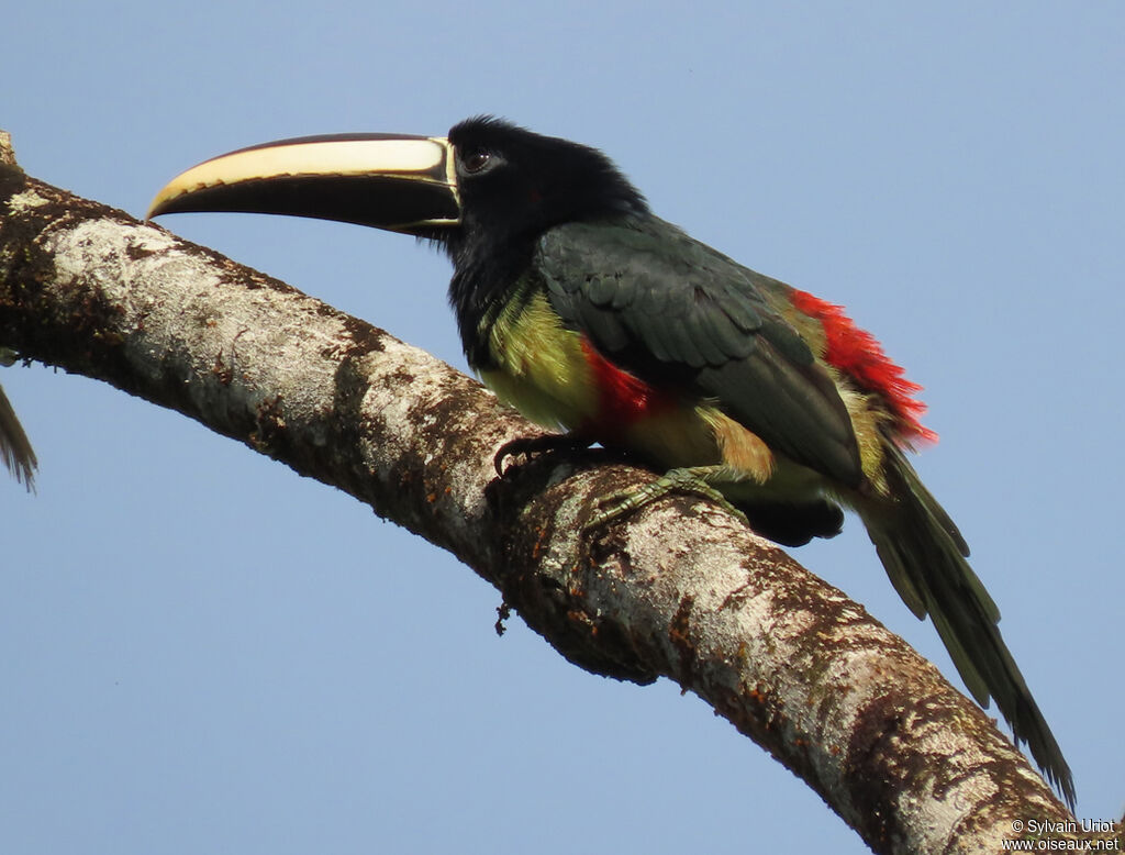 Black-necked Aracariadult