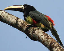 Black-necked Aracari