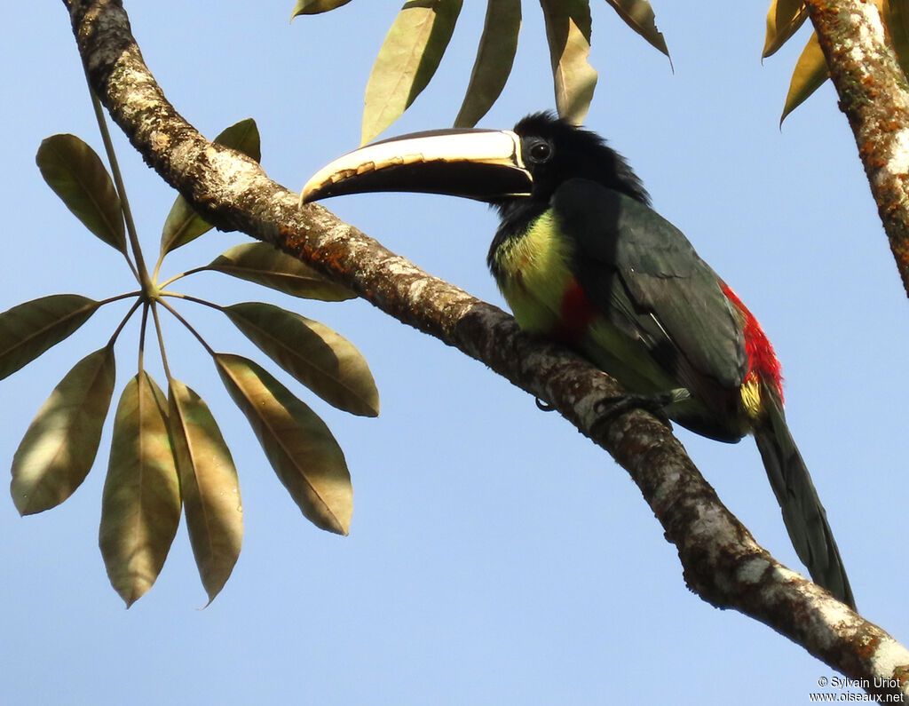 Black-necked Aracari