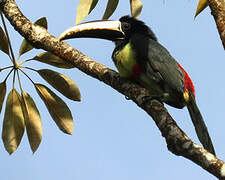 Black-necked Aracari