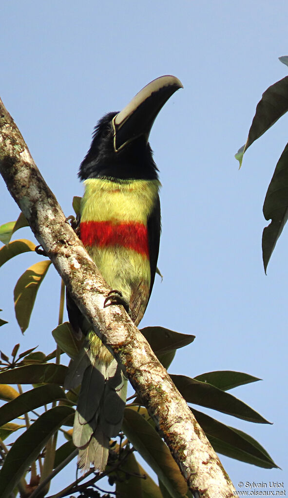 Black-necked Aracariadult