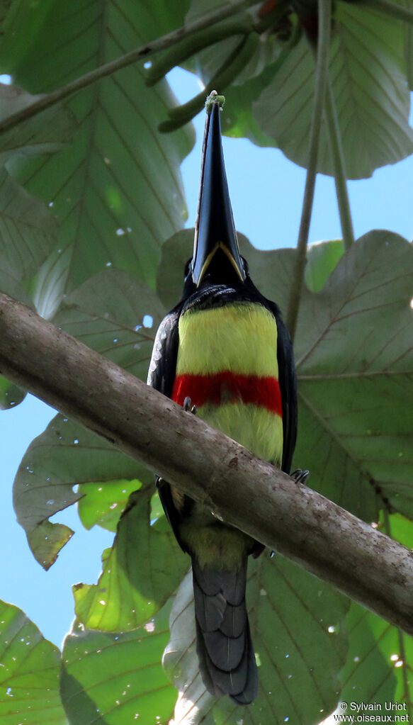 Black-necked Aracariadult