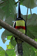 Black-necked Aracari