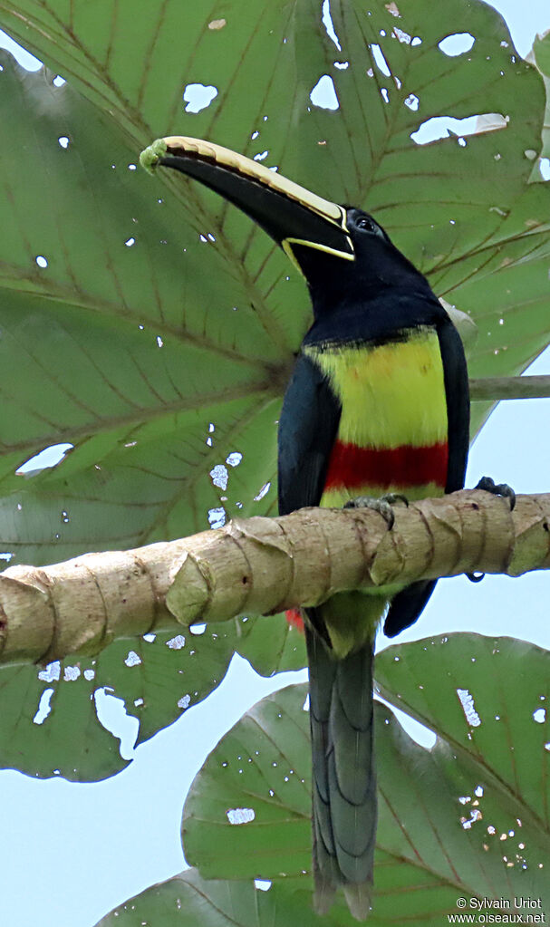 Black-necked Aracariadult