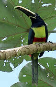 Black-necked Aracari