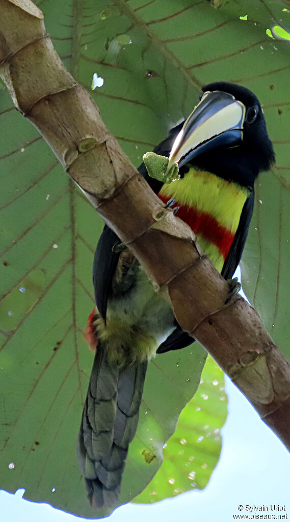 Black-necked Aracariadult