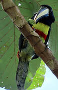 Black-necked Aracari