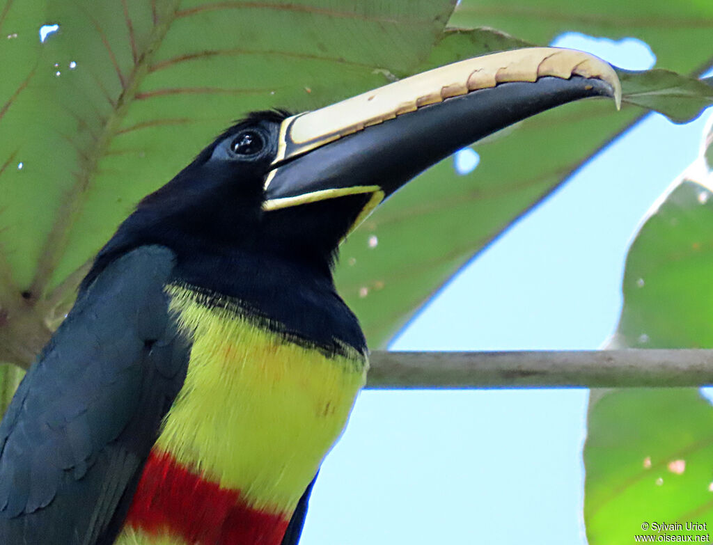 Black-necked Aracariadult