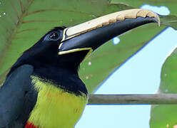 Black-necked Aracari