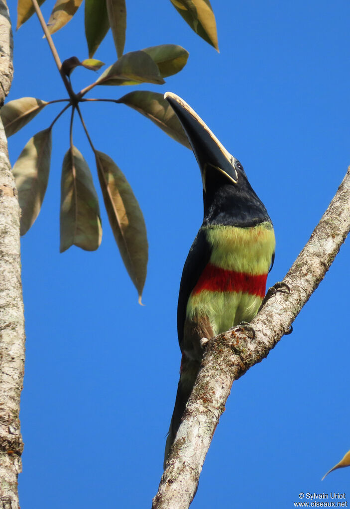 Black-necked Aracariadult